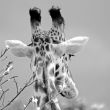 Girafe<br/>Bernard Mauduit